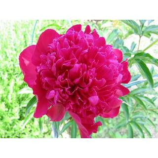 BELL NURSERY | The Home Depot