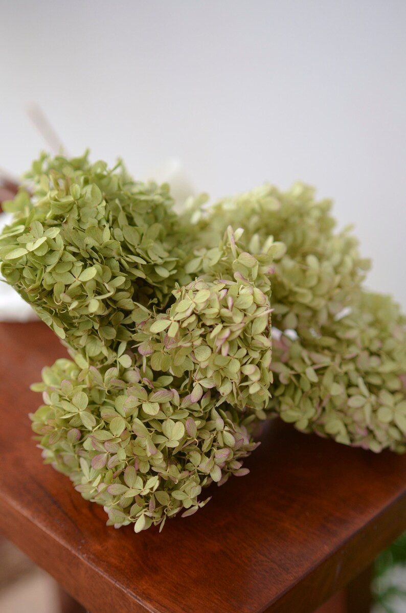 Natural Dried Limelight Hydrangeas, Green Hydrangeas, Natural Hydrangeas, Dried Peegee Hydrangeas... | Etsy (US)