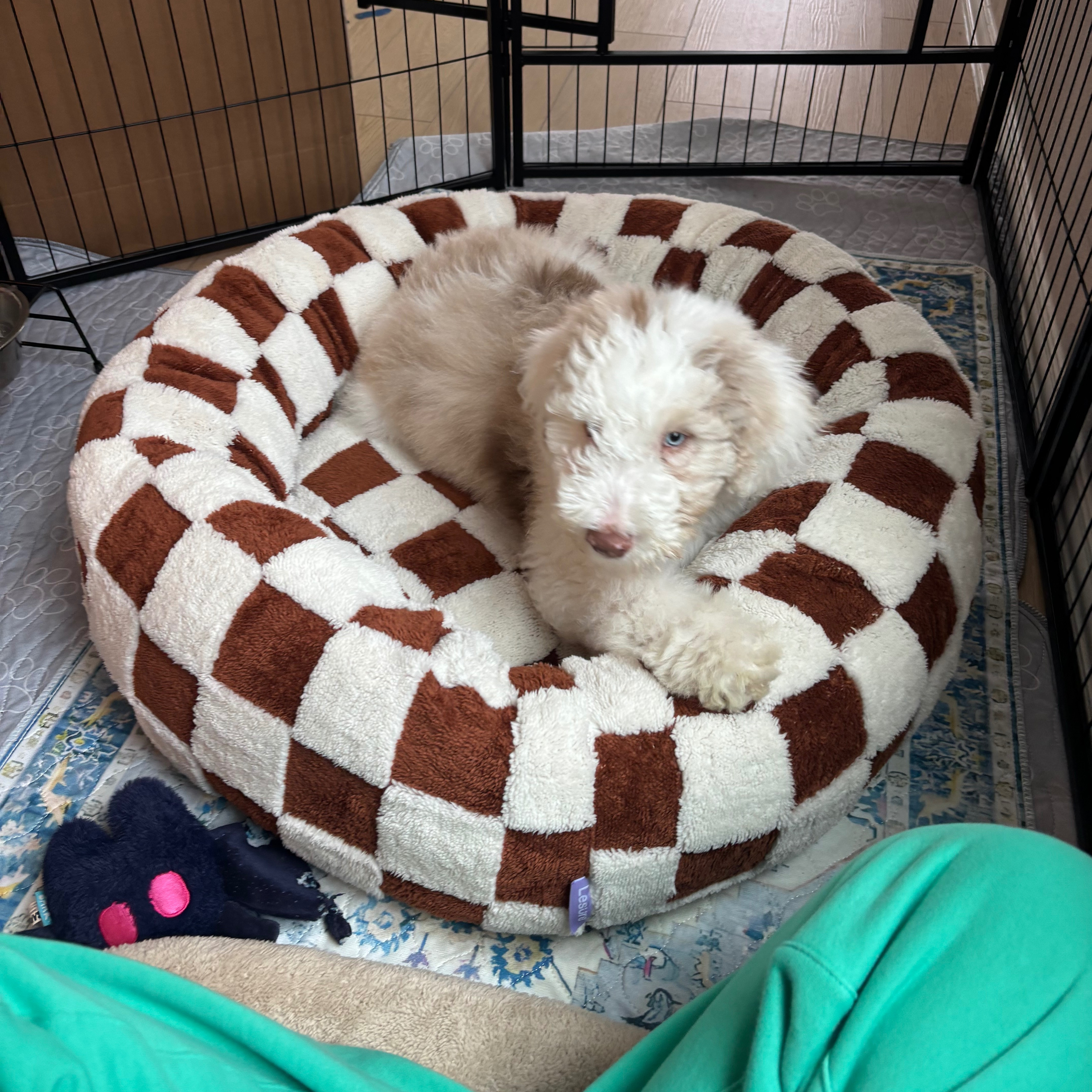 Puppy/ Dog Must Haves 

 #LTKHome #LTKFindsUnder100