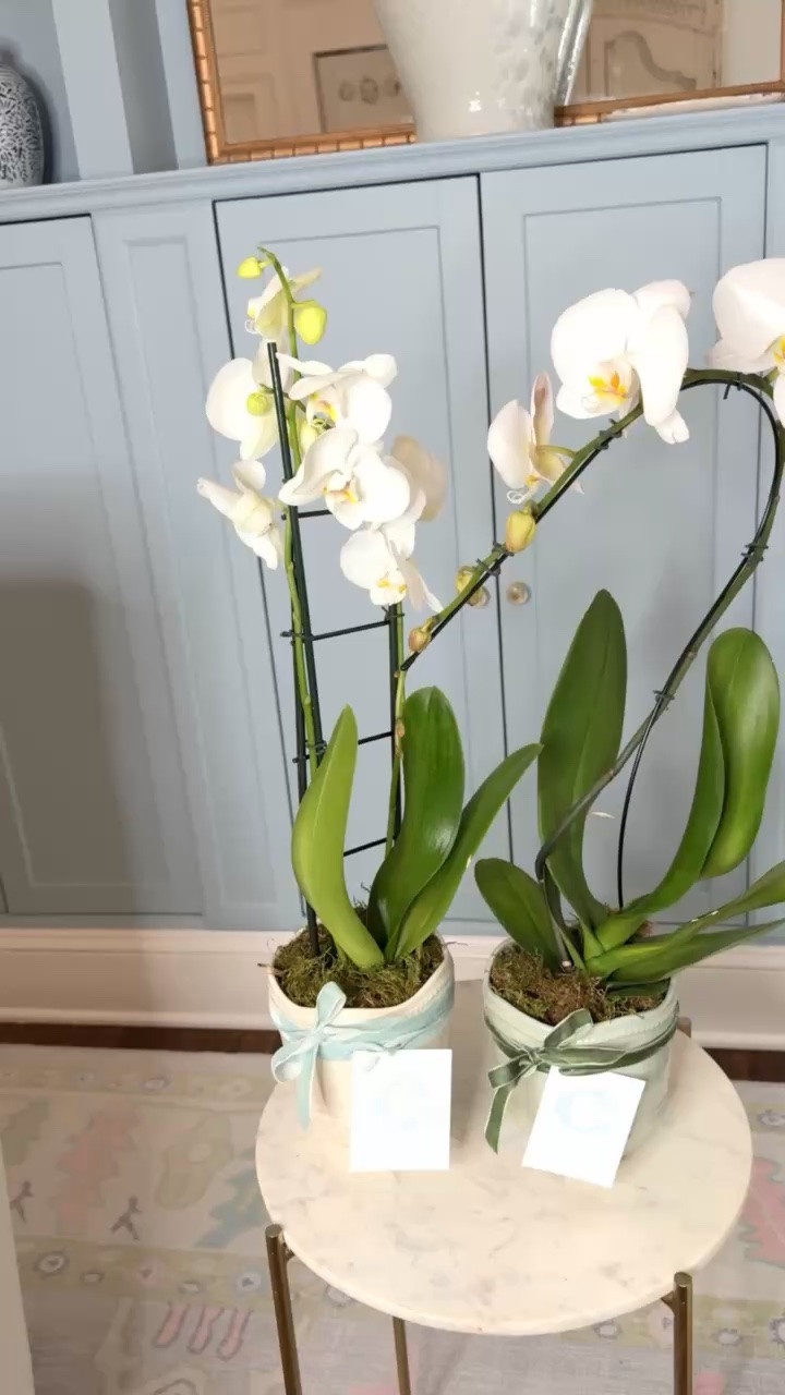 Planting these orchids in these adorable ceramic pots made for the perfect gift! Tied a ribbon with a personalized gift tag around this to pull it all together!

Gift Ideas, Vase, Flowers, Garden

#LTKHome #LTKmomlife #LTKxMadewell

#LTKHome #LTKSeasonal #LTKmomlife