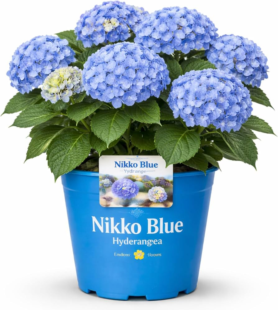 Nikko Blue Hydrangea \u2013 Hardy Flowering Shrub with Large Blue Blooms | Sun & Shade Perennial ... | Amazon (US)