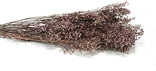 Ever Blossom Baby's Breath Gypsophilia Real Dried Flowers Long Lasting 2 Year Shelf Life Maintena... | Amazon (US)