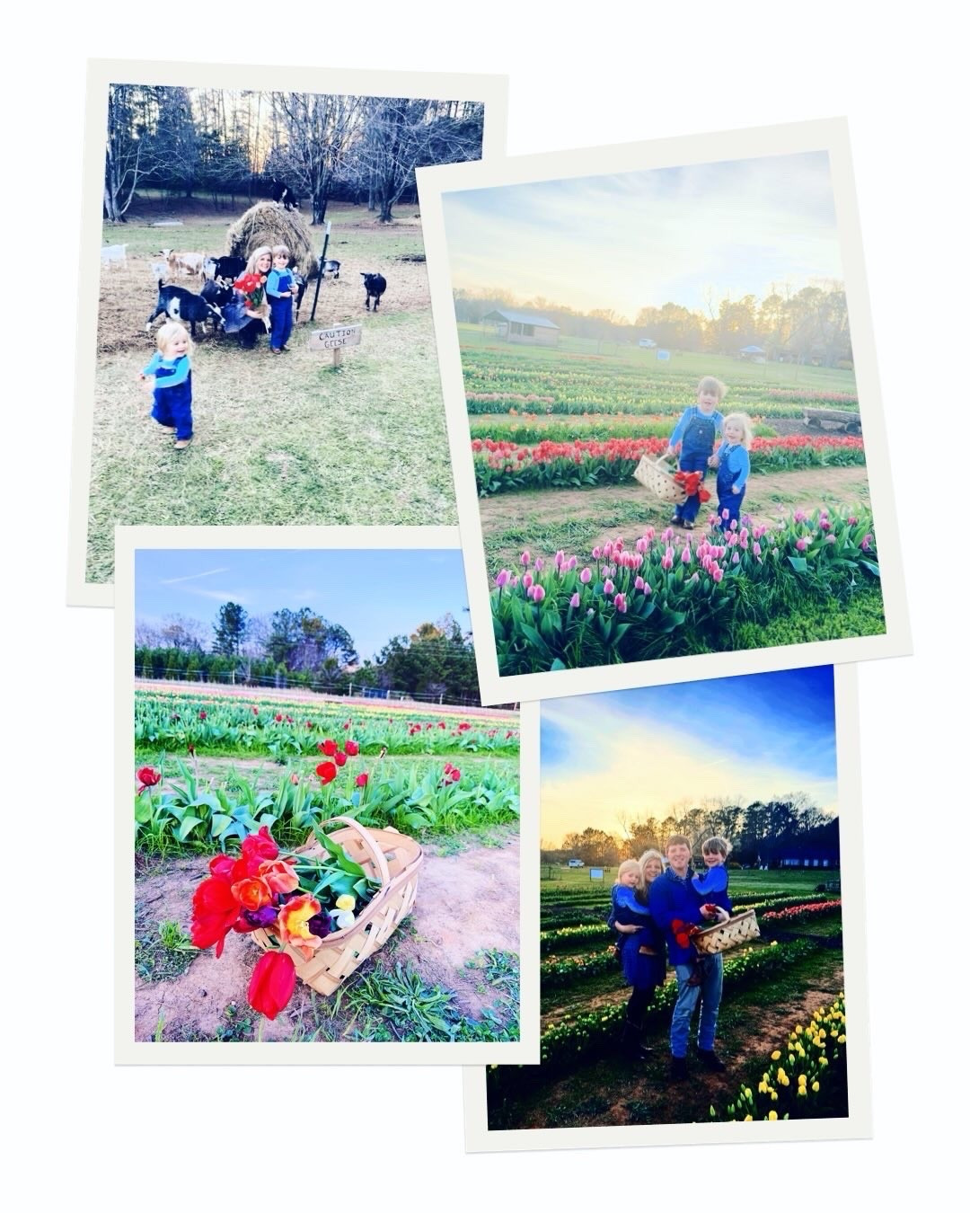 w e e k e n d  c a m e r a  r o l l  🌷🌱🚜🌾🐥🪵🛻🎈🥳🤠🐓🌼💖🍀🎩💐 #weekendcameraroll 

Nothing like a sweet March weekend full of a trip to the tulip farm 🚜🌷 with our little overall wearing cuties👖🤠,  a roadtrip to Raleigh 🛻 for sweet Hannah’s birthday 🎉 party 🎈(love seeing all the cousins together 😍), watching our seedlings 🌱 grow 🪴, fresh tulips 💐 filling our sweet farmhouse on the hill 🏡 (what a view 🪟!!), Wes working on building 🛠️ our new chicken 🐓 coop 🪵 (coming along so well 👏🏽 - he’s so talented 🔥 and I’m so glad I married a strong country man 💪🏽 who can make all my dreams come true 🤭), and a rainy ☔️ start to the new week around here with some homeschool preschool 📚 learning!! 🍎🧩 

PS. Anddd just got them both down for naps 💤 a bit ago but eek 🤭 swipe over to the very last slide ➡️ to see what we’ve been working on this “St. Patrick’s Day Eve” ☘️ … Judson has been so creative 🎨 in putting together this “leprechaun 🎩 trap” 🪤🌈 for St. Patrick’s Day tomorrow 🍀  and it’s been so fun!! 🤩 Stay tuned 🥳 and I’ll show you the finished product later on my stories after we finish it after naps!!! 😴 #happystpatricksdayeve 