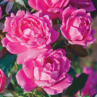 Dormant Bareroot Pink Double Knock Out Rose Bush with Pink Flowers | The Home Depot