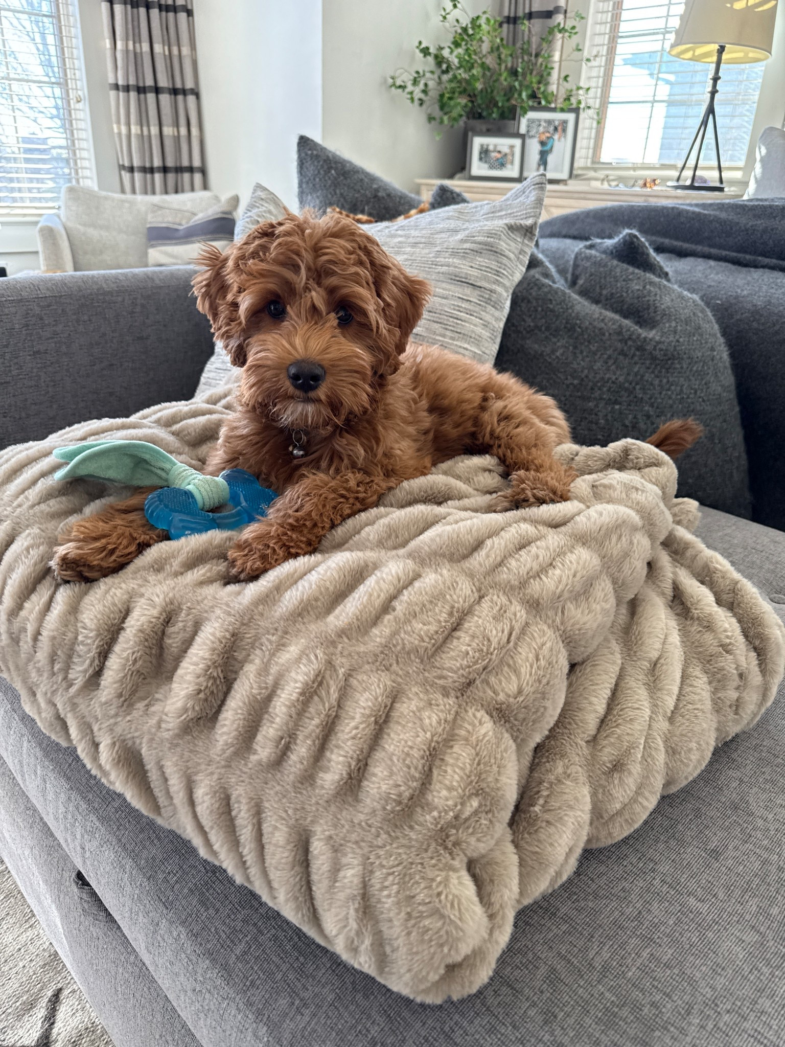 Apparently these blankets are a hit with Mowgli as well!  

#LTKPets #LTKFamily #LTKHome
