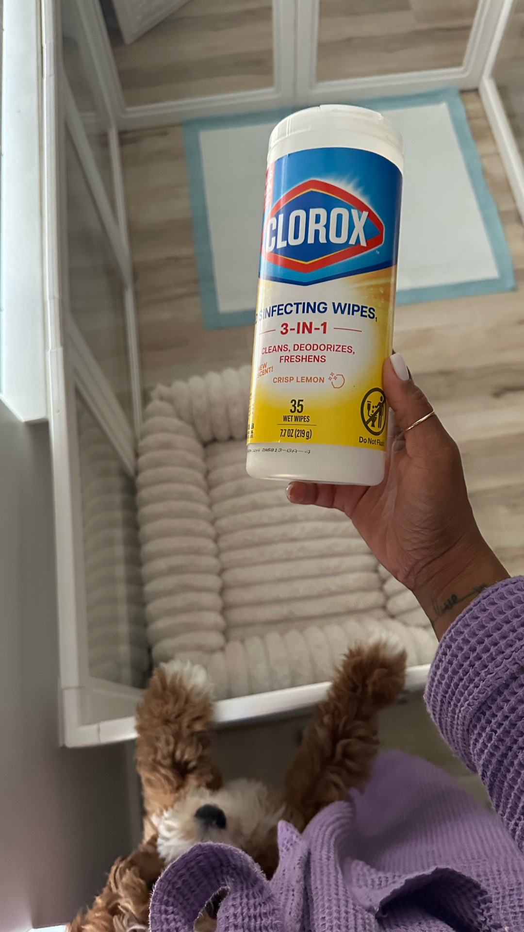 Clorox wipes to the rescue! They’re perfect for when my little pup misses the pee pad😩😂

#LTKPET 

#LTKmorningroutine #LTKHome