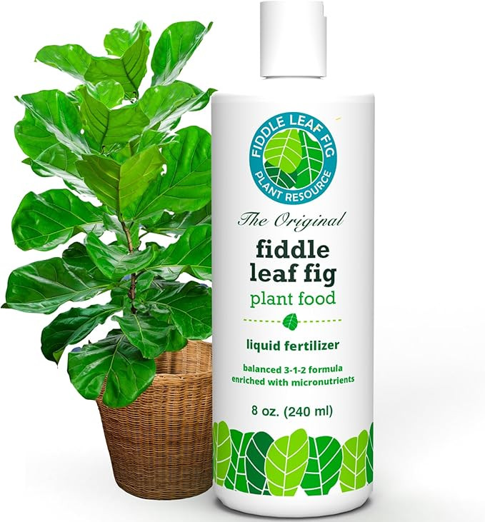 Fiddle Leaf Fig Tree Plant Food for Ficus Lyrata (and Ficus Audrey) - Enriched with Calcium, Urea... | Amazon (US)