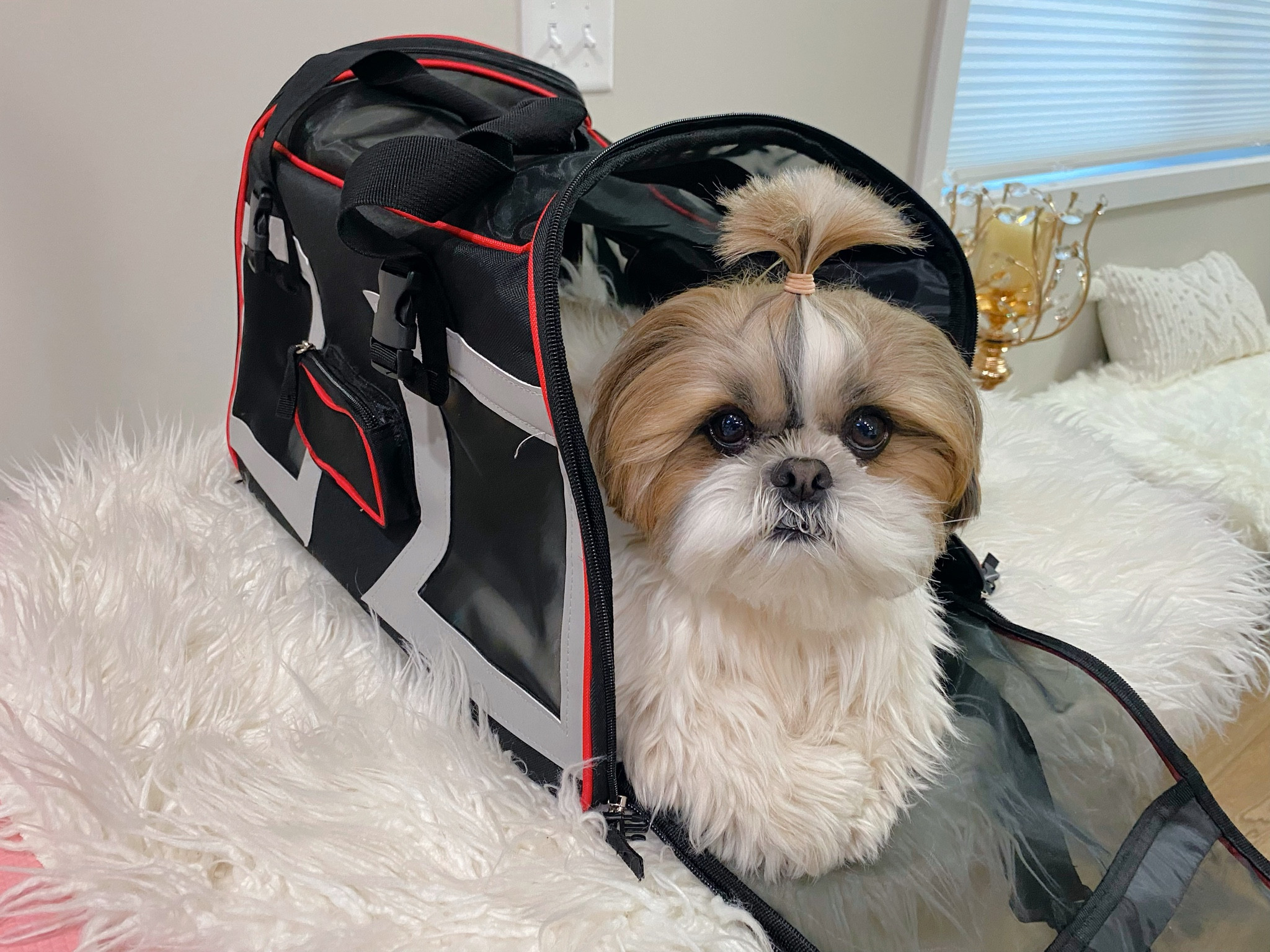 Dog carrier (Travel bag)

#LTKtravel #LTKFind