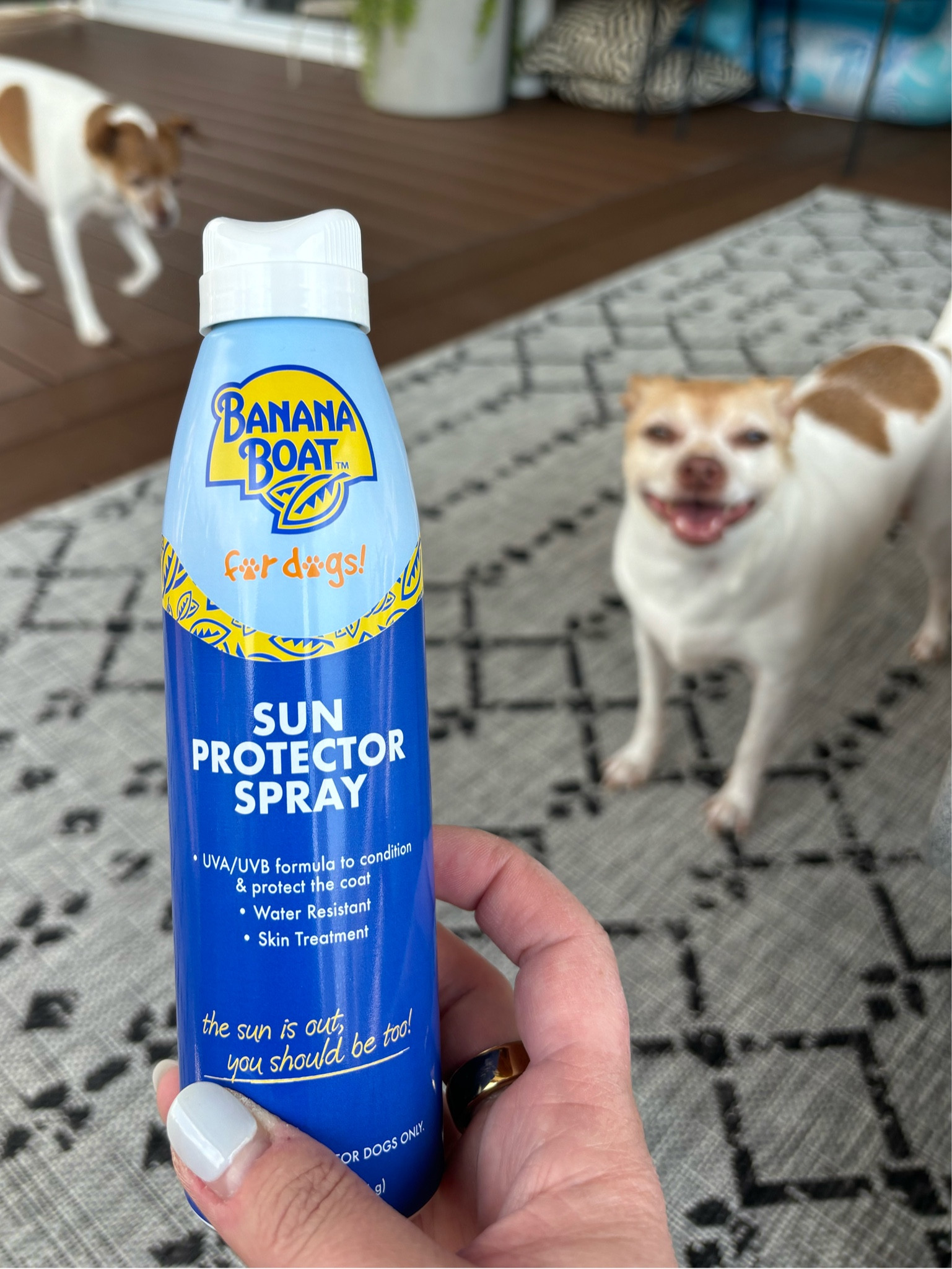 Don’t forget that your dogs need sun protection too!!! I looove this set from banana boat. Love this one bc it’s made FOR dogs, I don’t have to worry about ingredients  

#LTKSeasonal #LTKFamily #LTKSummerSales