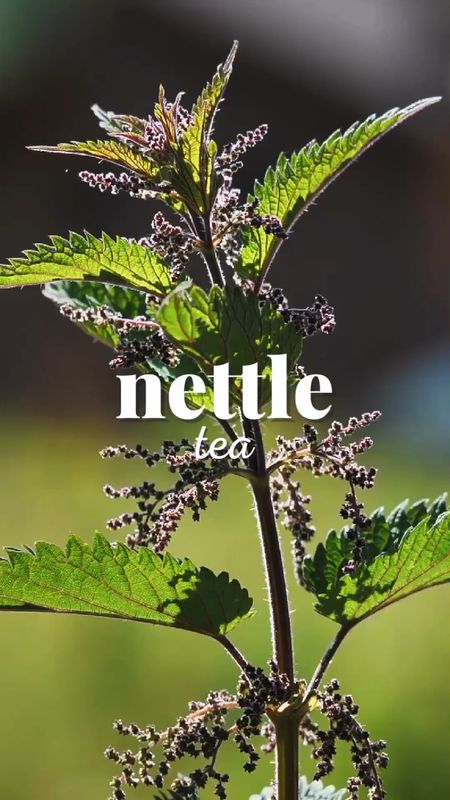 Nettle tea for seasonal allergies is a must for us!

#LTKhome #LTKunder50 #LTKSeasonal