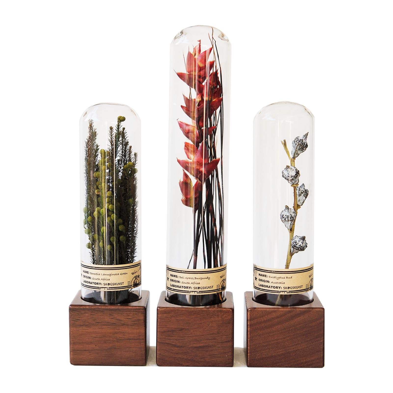 Handcrafted Immortal Plants Glass Cloche Decor - Natural Shelf & Desk Sculpture for Home, Office,... | Amazon (US)