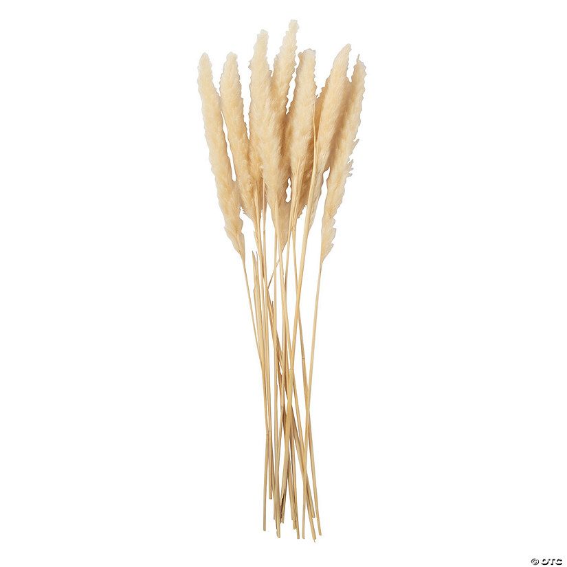 Cream-Colored Pampas Grass Reeds - 12 Pc. | Oriental Trading Company