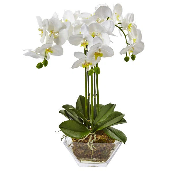 Triple Phalaenopsis Orchid Floral Arrangement in Vase | Wayfair North America