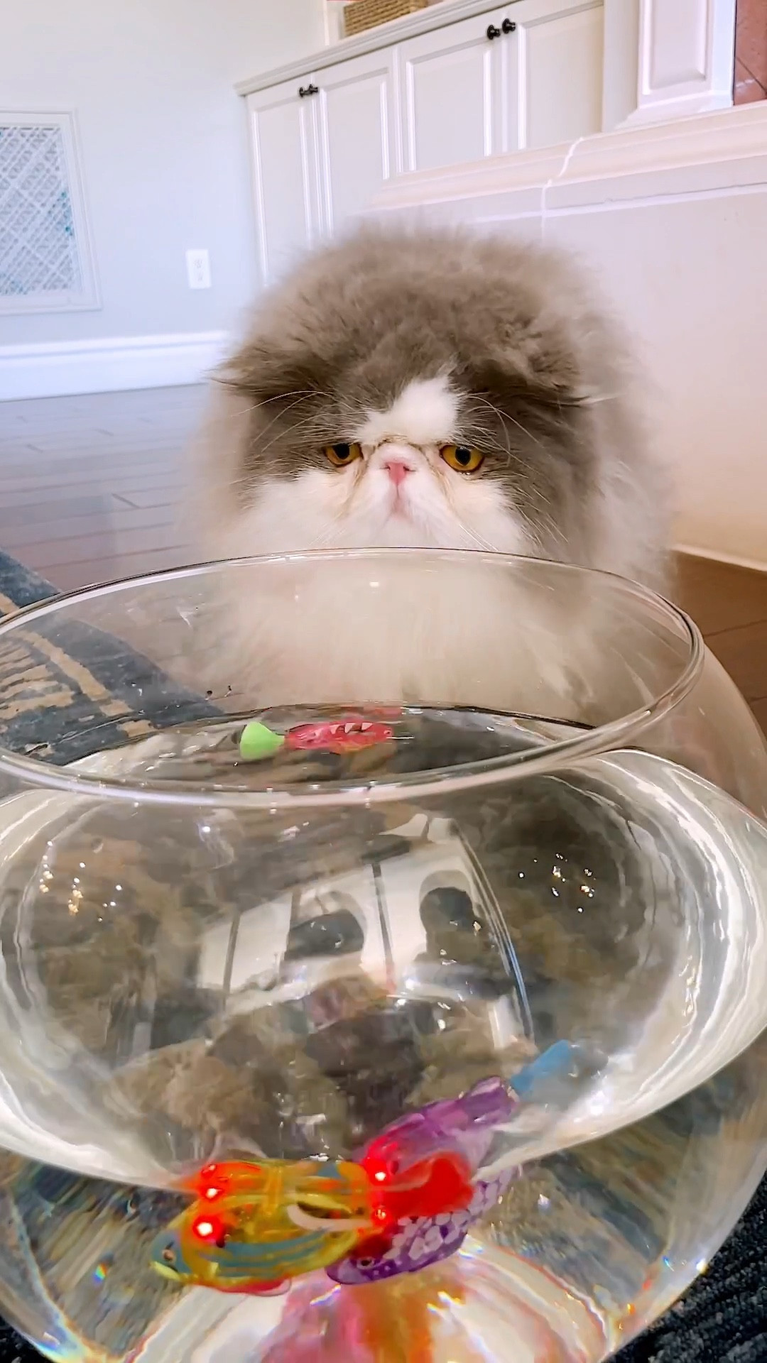 A day at the fish market 🐠 Couldn’t resist these Amazon Robot Fish for cats! Ollie wasn’t super interested but Oscar was entertained for a while and cried when we put them away 😂 tags: cat toys, pet toys 

#LTKfamily #LTKhome #LTKbaby