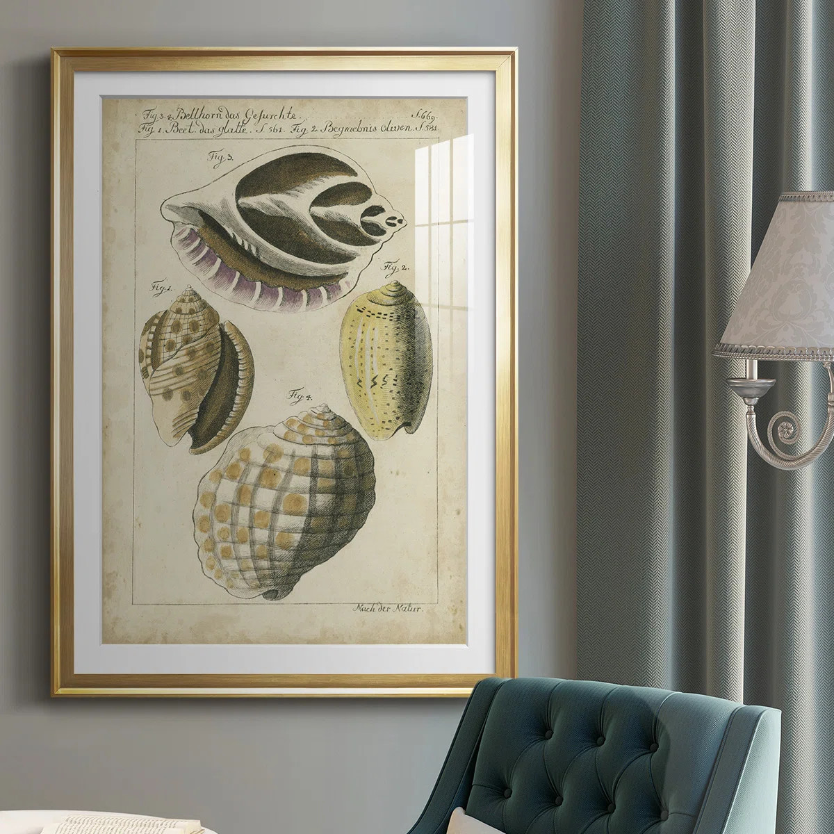" Vintage Shell Study I " | Wayfair North America