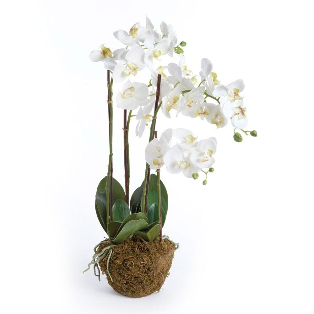 Phalaenopsis Orchid 30 inch Tall Drop-In | Bed Bath & Beyond
