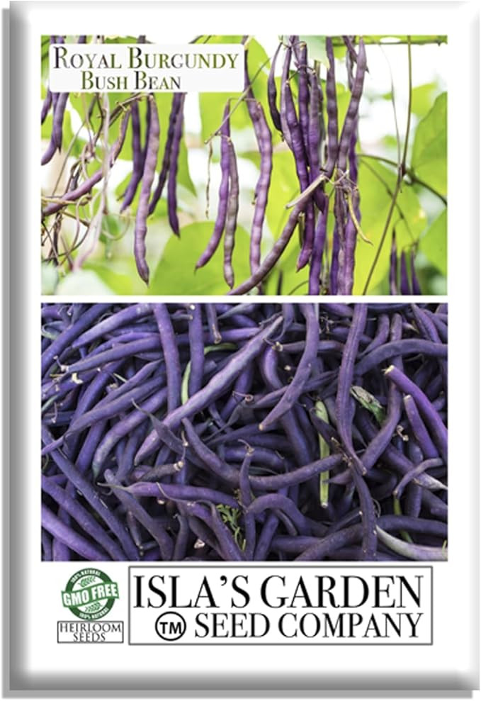Royal Burgundy Bush Bean Seeds (Phaseolus vulgaris) – 50+ Non-GMO Heirloom Seeds, Deep Purple S... | Amazon (US)