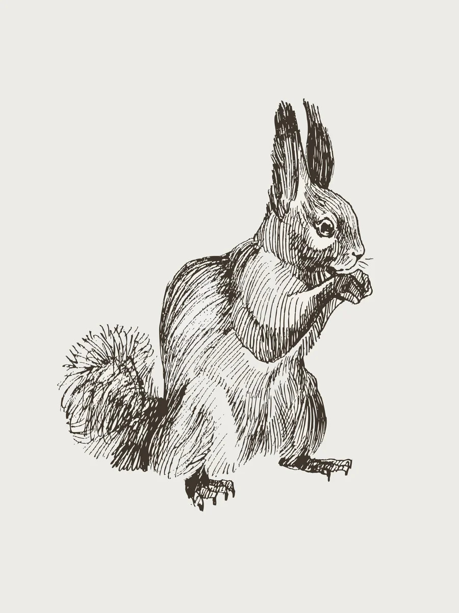 Squirrel Sketch | Collection Prints