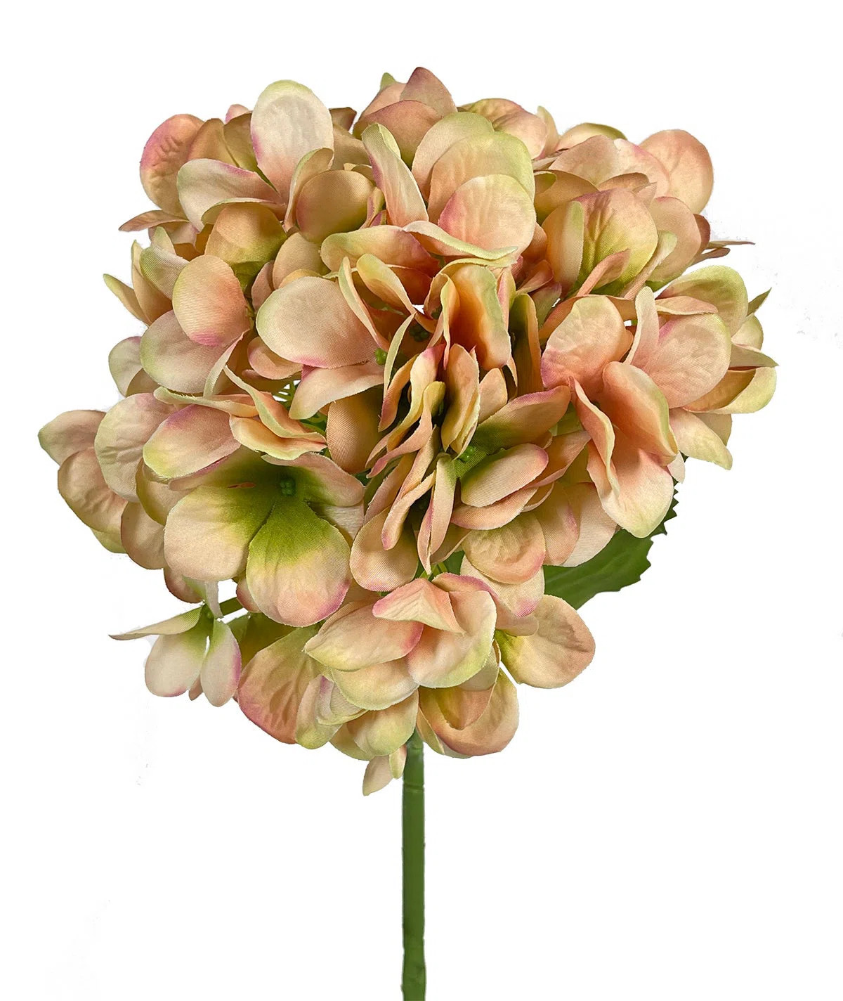 Primrue Cerise Hydrangea Hydrangea Bush | Wayfair | Wayfair North America