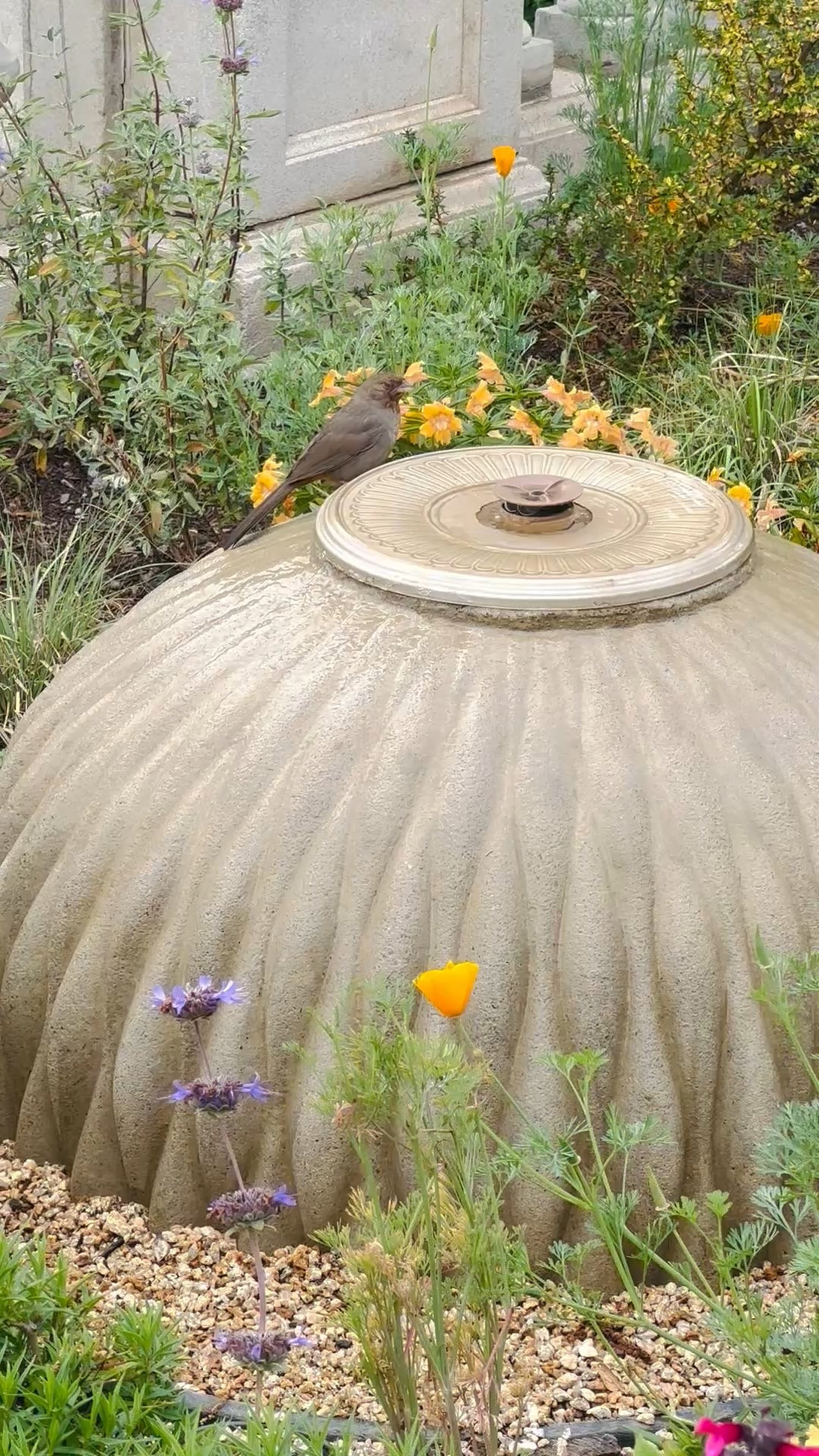 A garden fountain can be a great way to create a soothing getaway in your backyard. The benefits include: both aesthetic and practical. Here’s a breakdown:

1. Visual Appeal
	•	They serve as beautiful focal points, adding elegance and character to any garden.
	•	Available in various styles—from classic stone to modern minimal designs—so they can match any landscape theme.

2. Relaxation & Stress Relief
	•	The sound of flowing water is naturally soothing, helping to reduce stress and promote relaxation.
	•	Can create a calming, meditative atmosphere.

3. Natural Humidifier
	•	In dry climates, a fountain can increase humidity slightly, which can be beneficial for nearby plants and your own comfort.

4. Noise Masking
	•	Flowing water helps muffle unwanted background noise like traffic or neighbors, making your garden a more peaceful place.

5. Wildlife Attraction
	•	Birds, butterflies, and beneficial insects are often drawn to water sources, enhancing the natural vibe of your garden.
	•	Some fountains can double as birdbaths.

6. Improved Air Quality
	•	Moving water can help trap dust and pollutants, slightly improving air quality around the fountain.

7. Feng Shui & Energy Flow
	•	In feng shui, water elements are associated with abundance, prosperity, and positive energy flow. 
#garden #backyard #outdoorfountain 

#LTKHome #LTKFestival #LTKGiftGuide