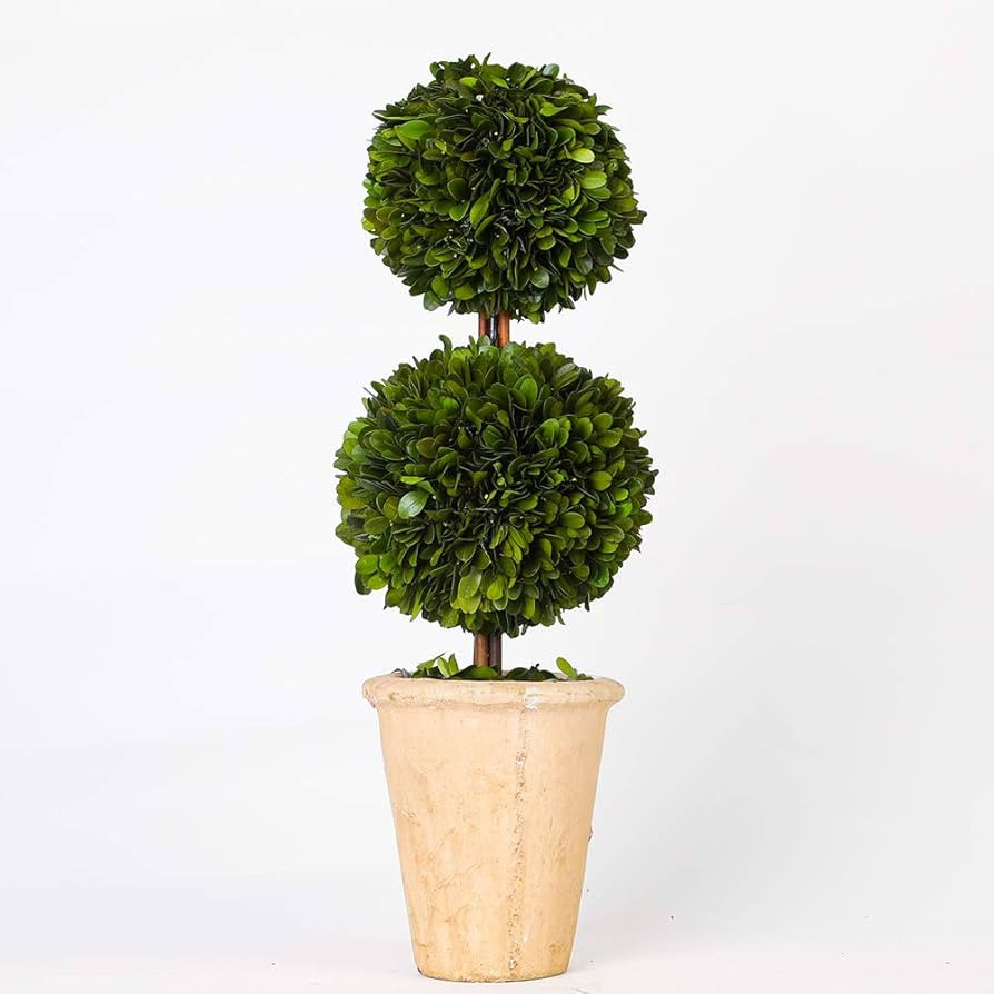Real Preserved Boxwood Evergreen Potted Tree Globe Tree Topiary in Terracotta Planter, Home Decor... | Amazon (US)