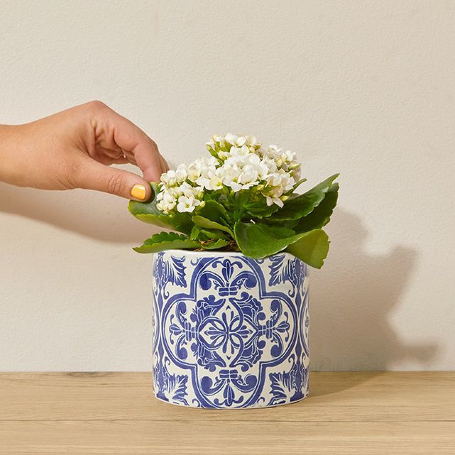 Positano | The Bouqs