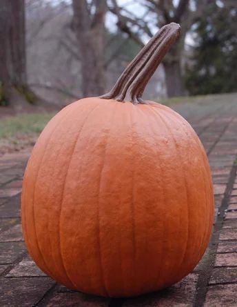 The Holiday Aisle® Large Stem Pumpkin | Wayfair | Wayfair North America