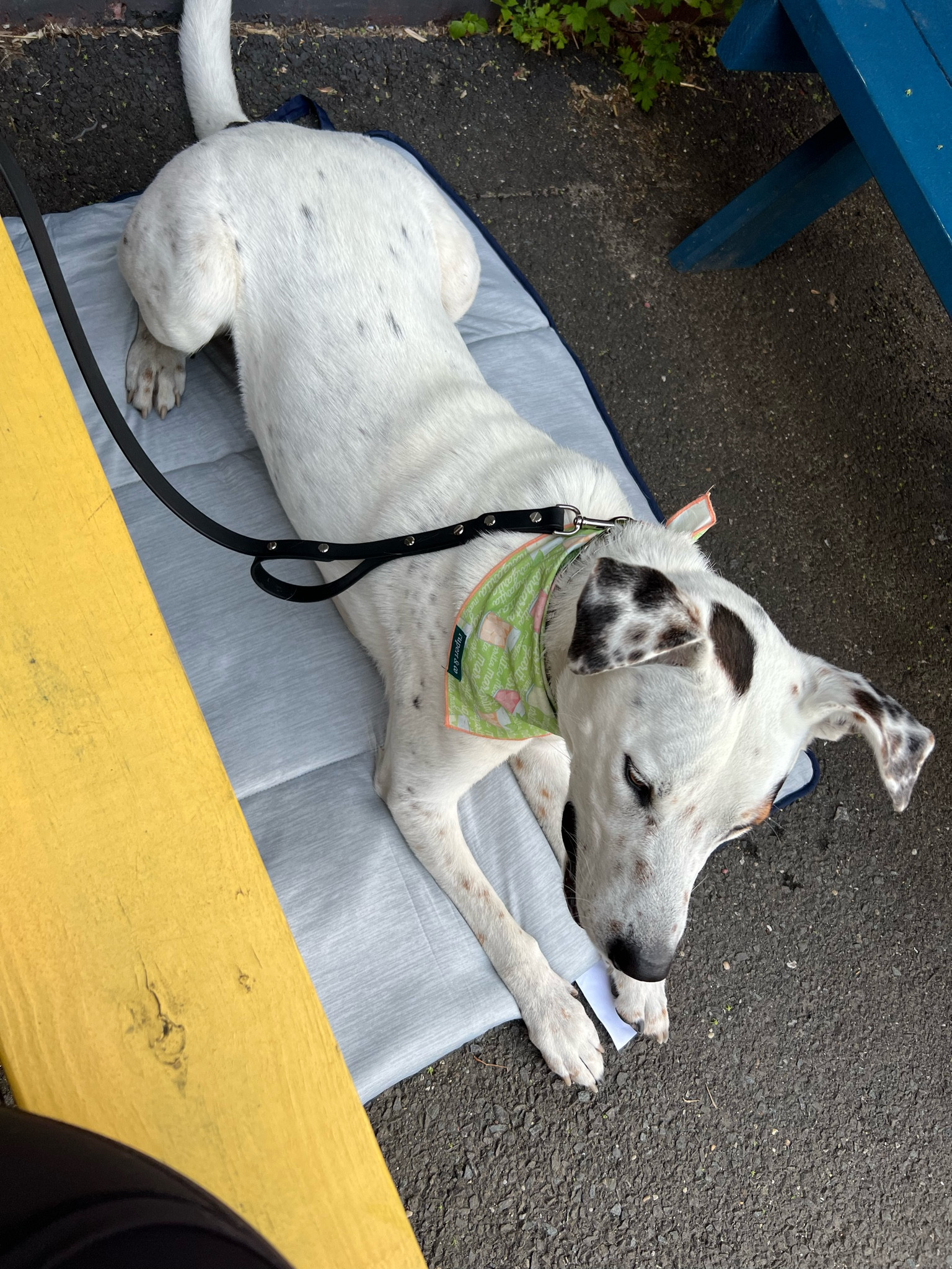 #ltkpet perfect foldable cooling blanket for your pet in the summer!

#LTKSeasonal #LTKFind #LTKunder50