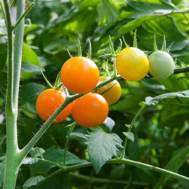 Sunsugar Tomato Plant - Sweetest Tomato in the World! - 2.5" Pot - Walmart.com | Walmart (US)