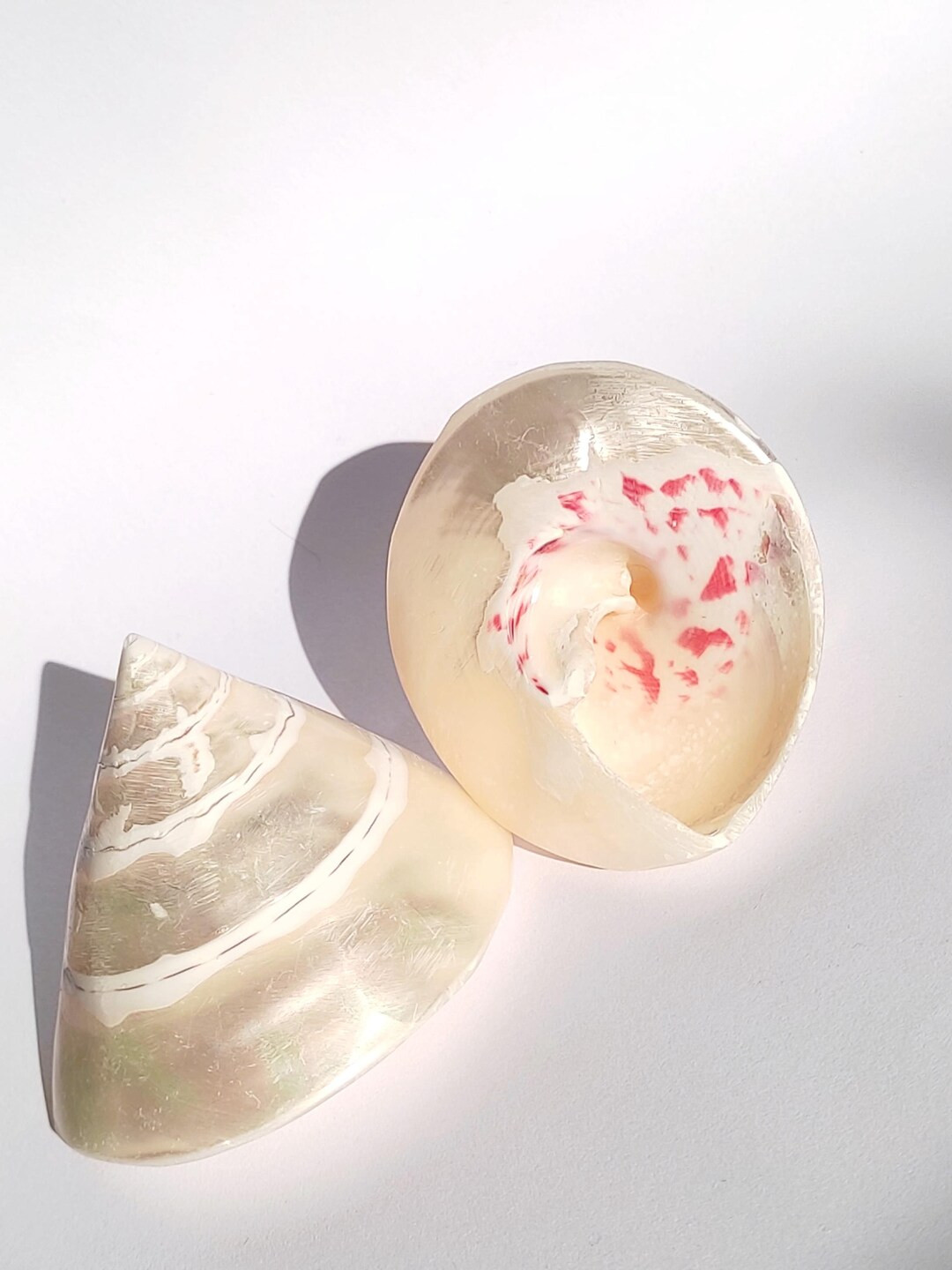 Pearl Trochus Shell, Pyramid Shell, Trochus Shell, Coastal Decor, Beach Decor, Seashells, Seashel... | Etsy (US)