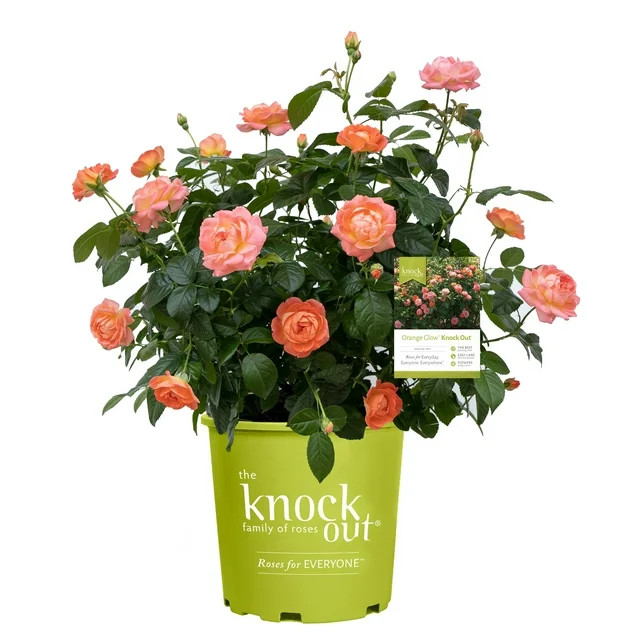 The Orange Glow Knock Out Rose Live Shrub with Orange Flowers (2 Gallon) - Walmart.com | Walmart (US)