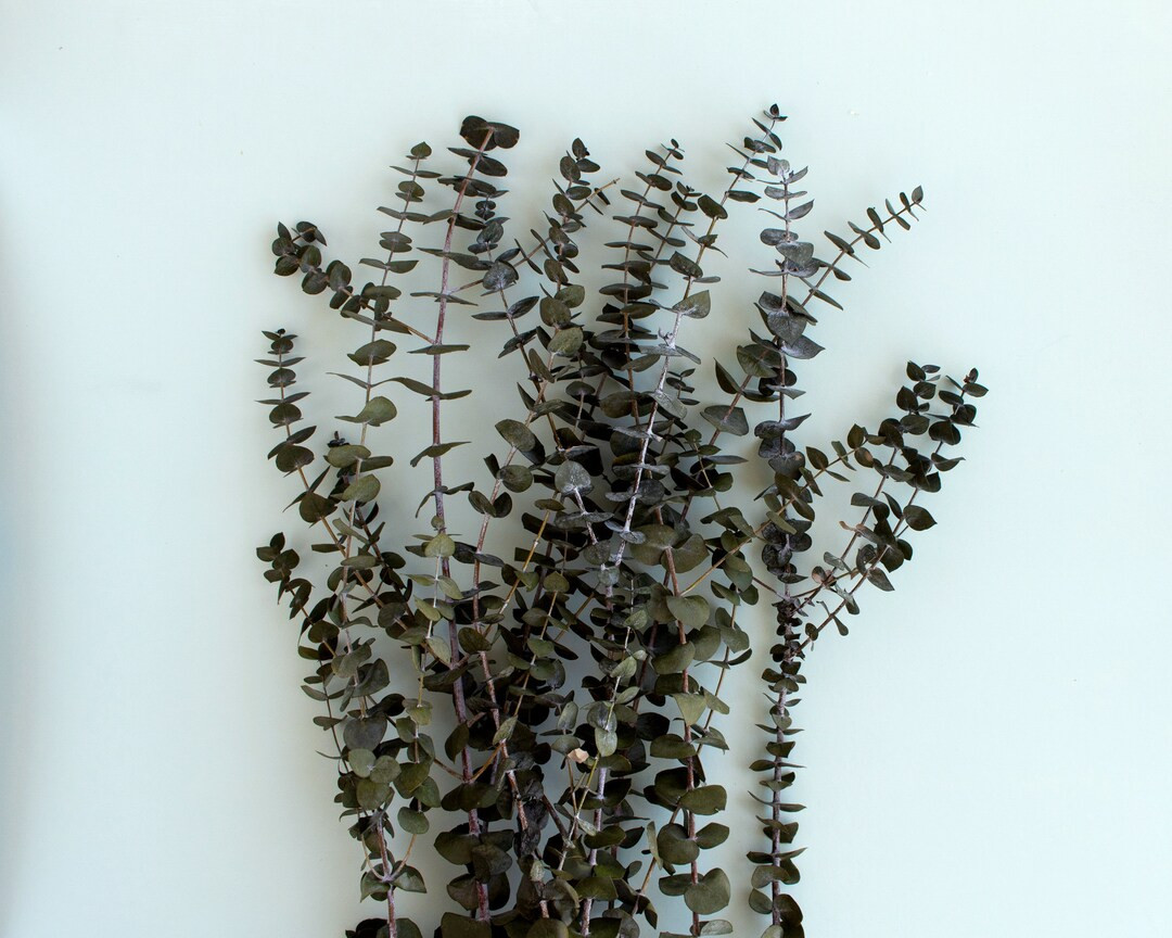 Eucalyptus Preserved Dried Eucalyptus | Etsy (US)