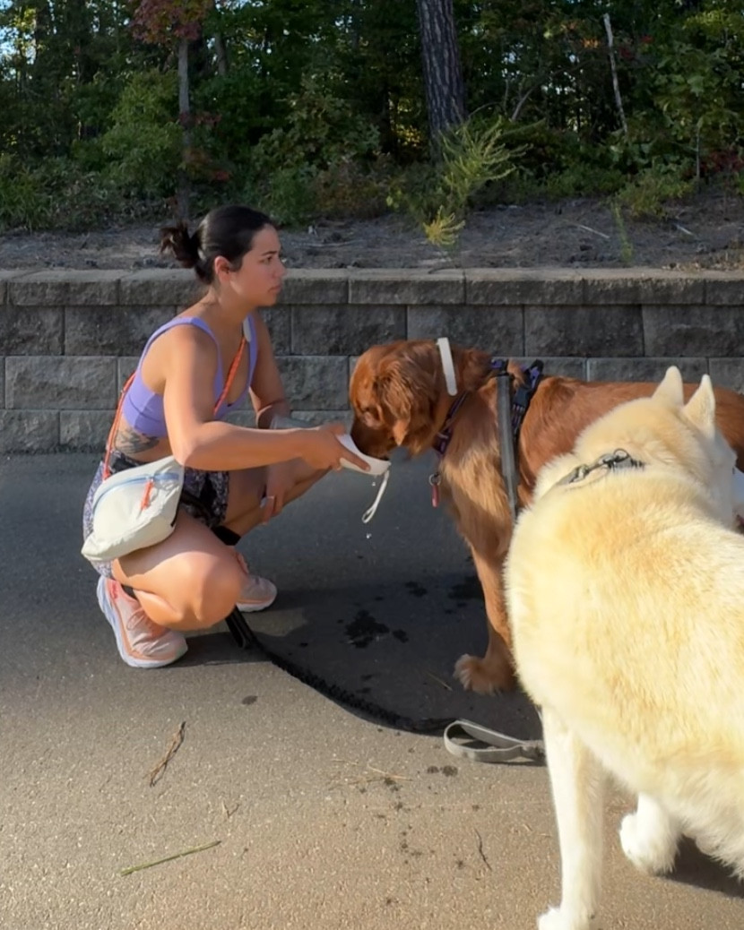 Dog water bottle! #pets #dogs