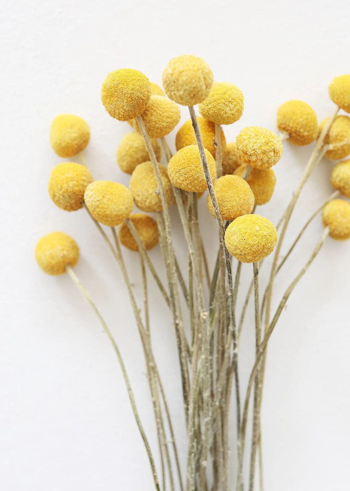 Large Billy Buttons in Yellow Golden | Dried Flowers | Afloral.com | Afloral