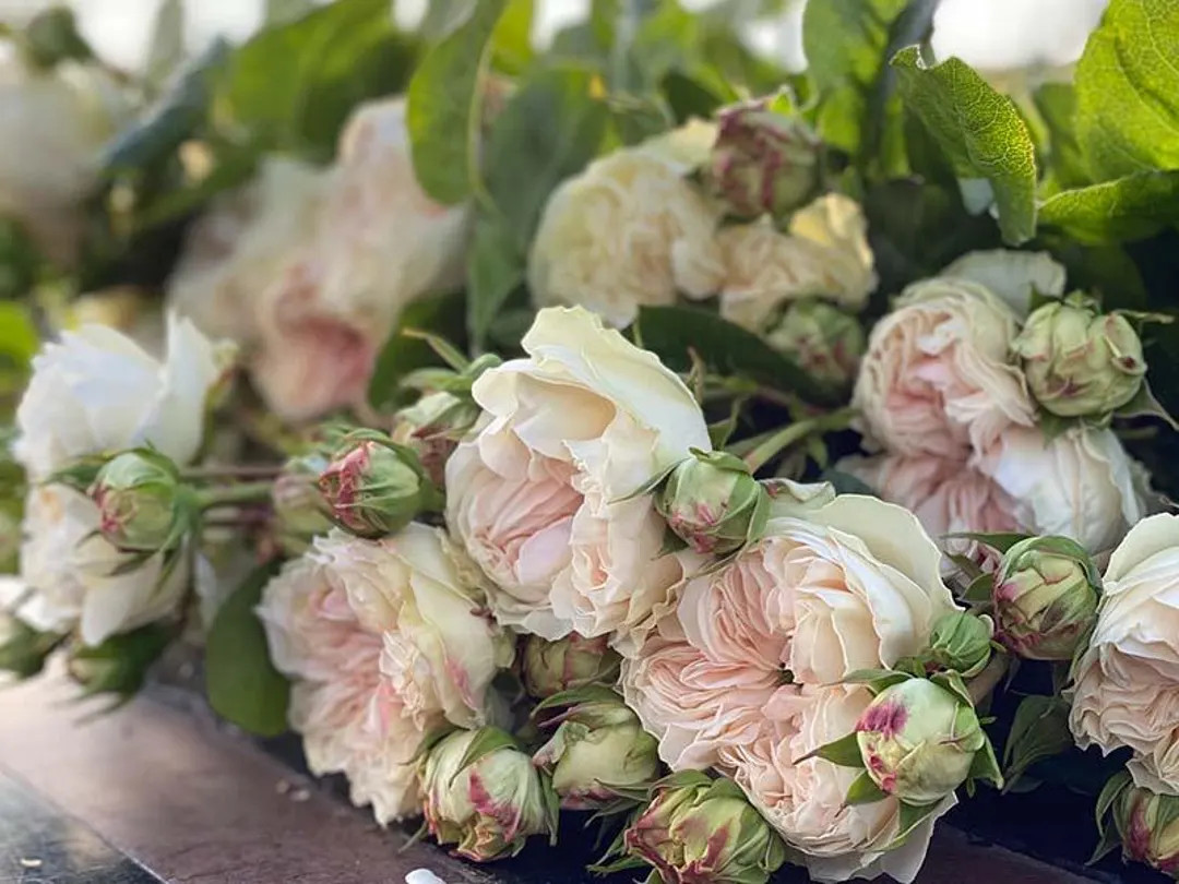 Victorian Summer — Rare Rose Live Plant — Vintage Peachy Pink Creamy Edge — Netherlands Flo... | Etsy (US)