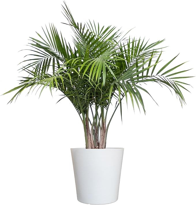 United Nursery Majesty Palm Live Plant, Outdoor and Indoor Live Palm Tree, Low Maintenance Easy C... | Amazon (US)