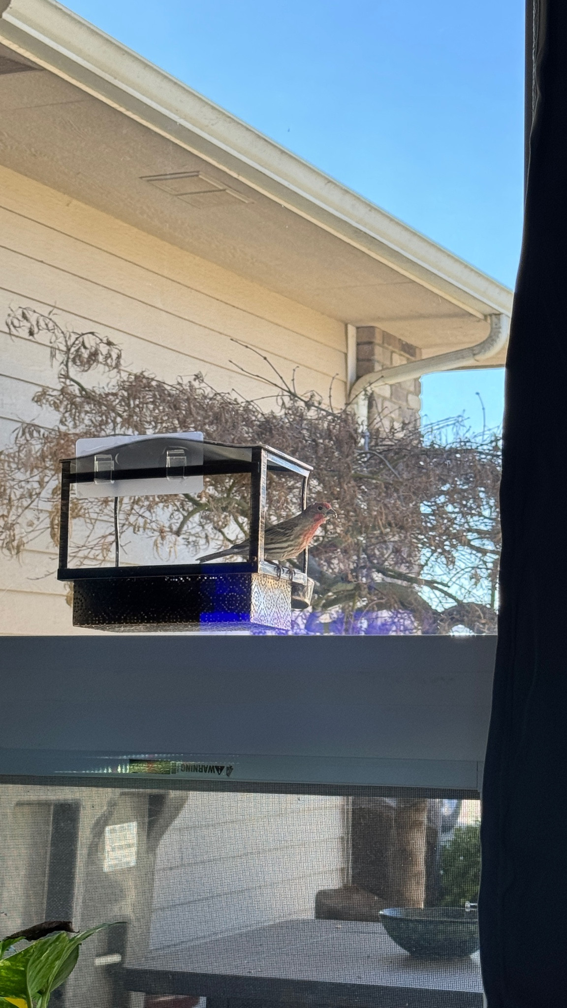 Bird feeder is fun to watch, just sticks on to the window. #birds #birdfeeder 