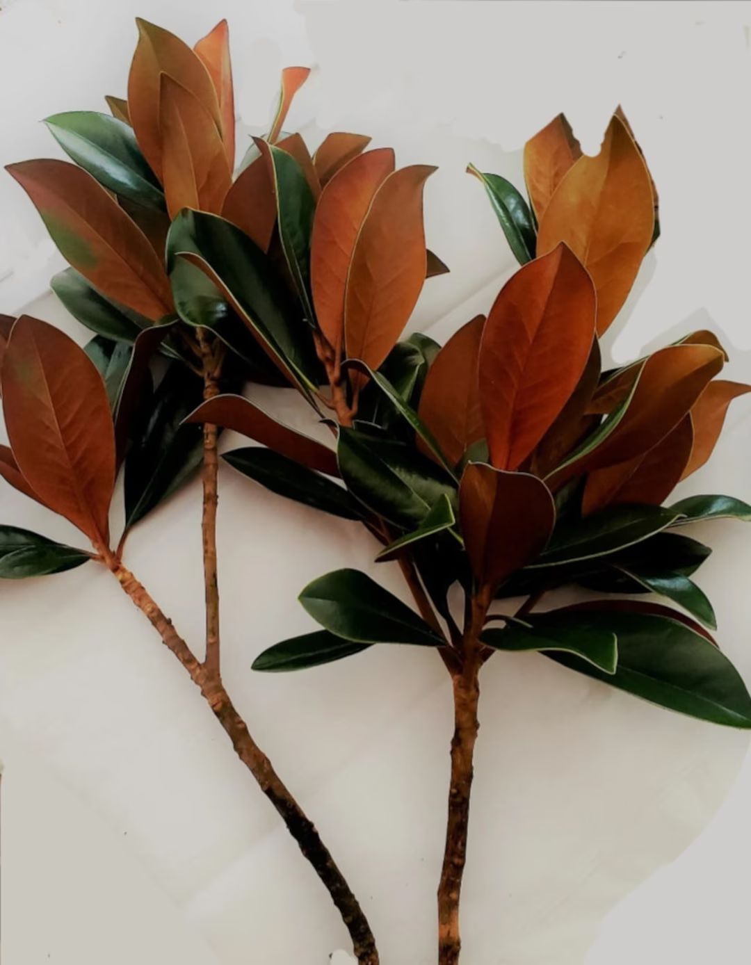 Fresh Bundle of Southern Magnolia Branches Premium EXTRA - Etsy | Etsy (US)