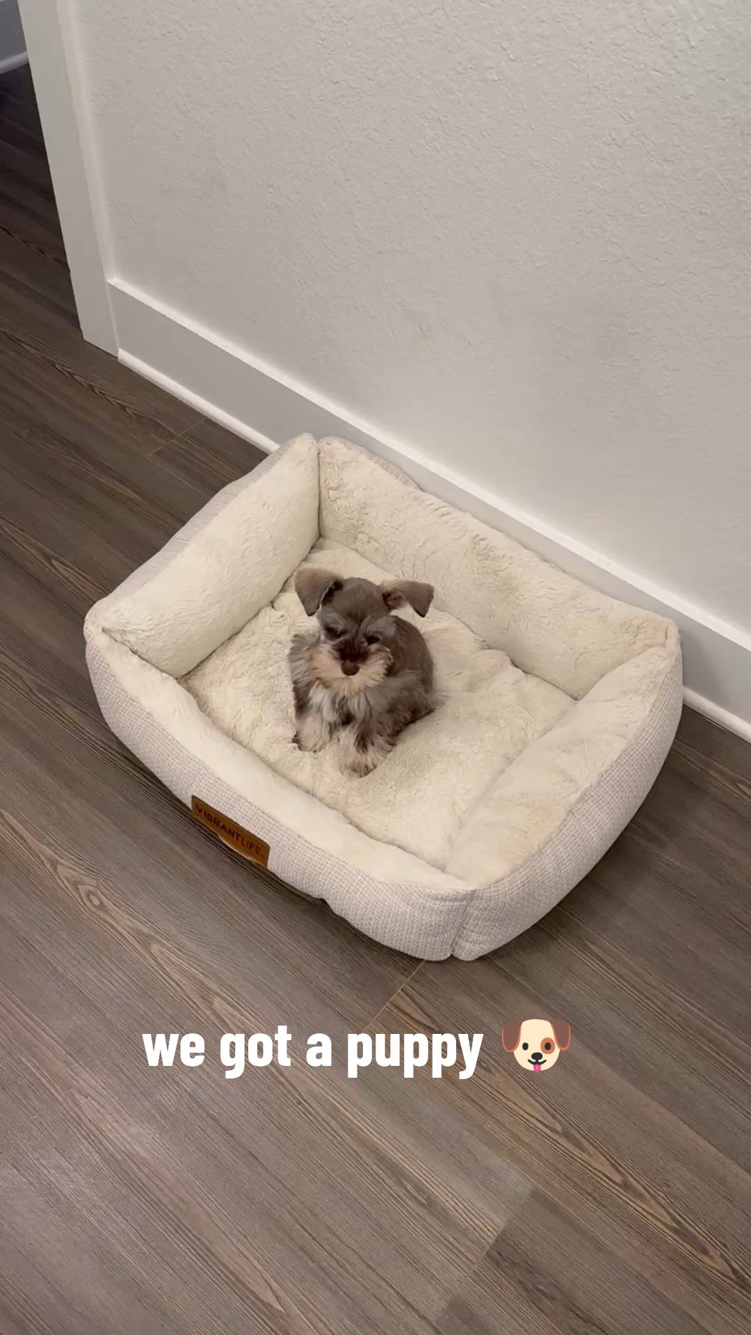 We got a puppy!! Everyone say hello to Matcha! 🥹🐶 

#LTKPets