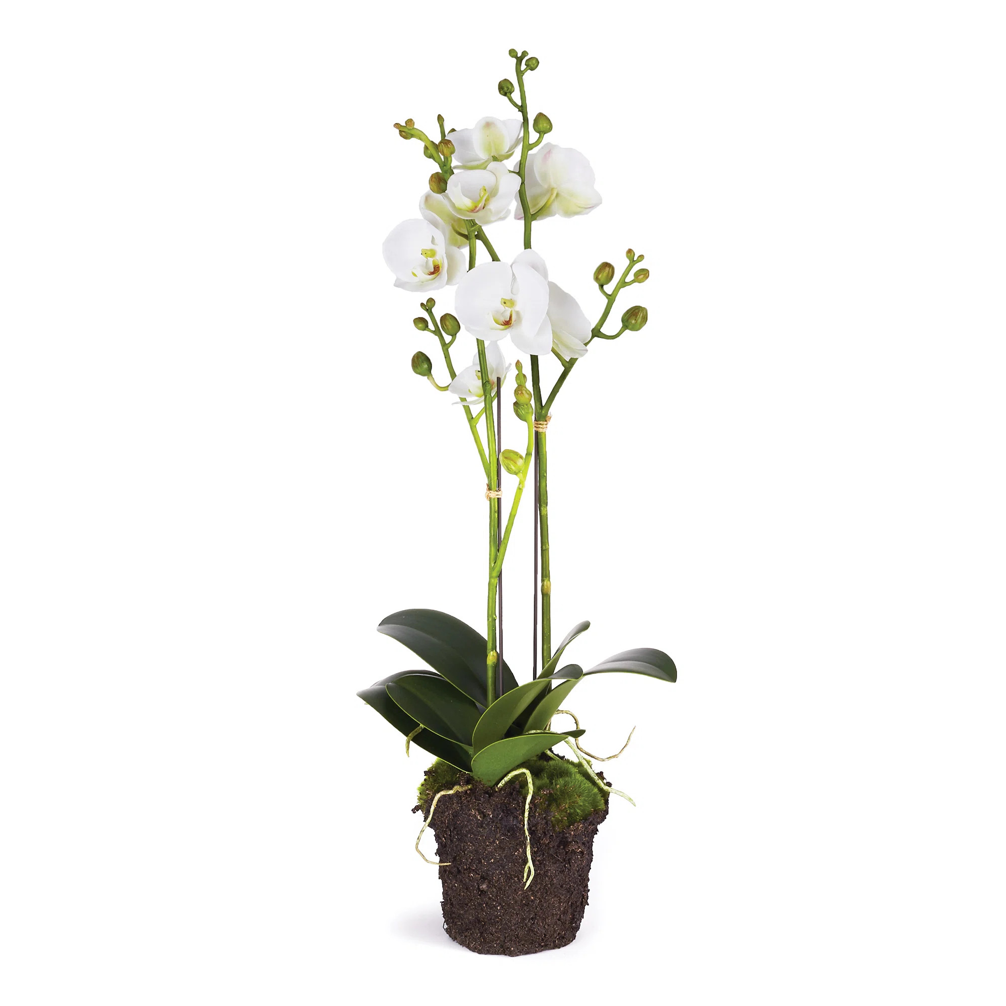 Stiles Orchid Arrangement in Pot | Wayfair North America