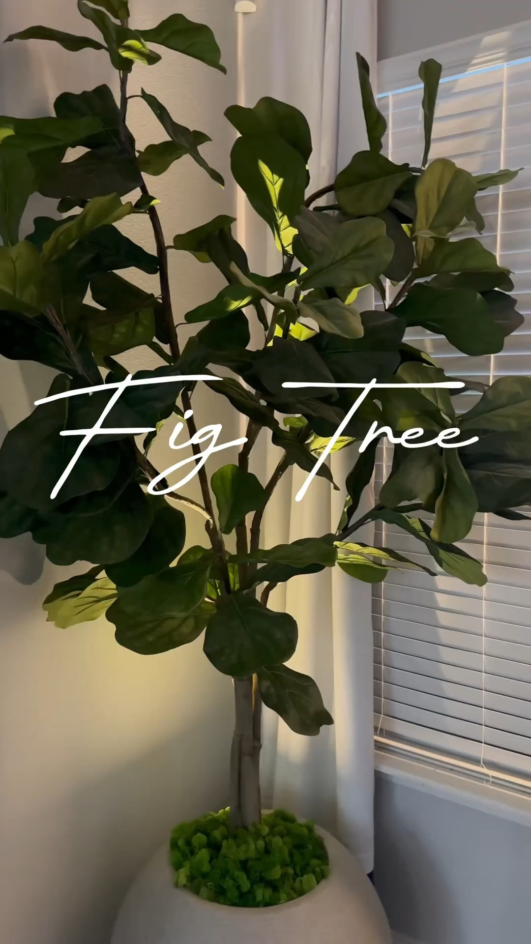 The #faux fig tree and planter. 

#LTKstyletip #LTKhome #LTKSeasonal