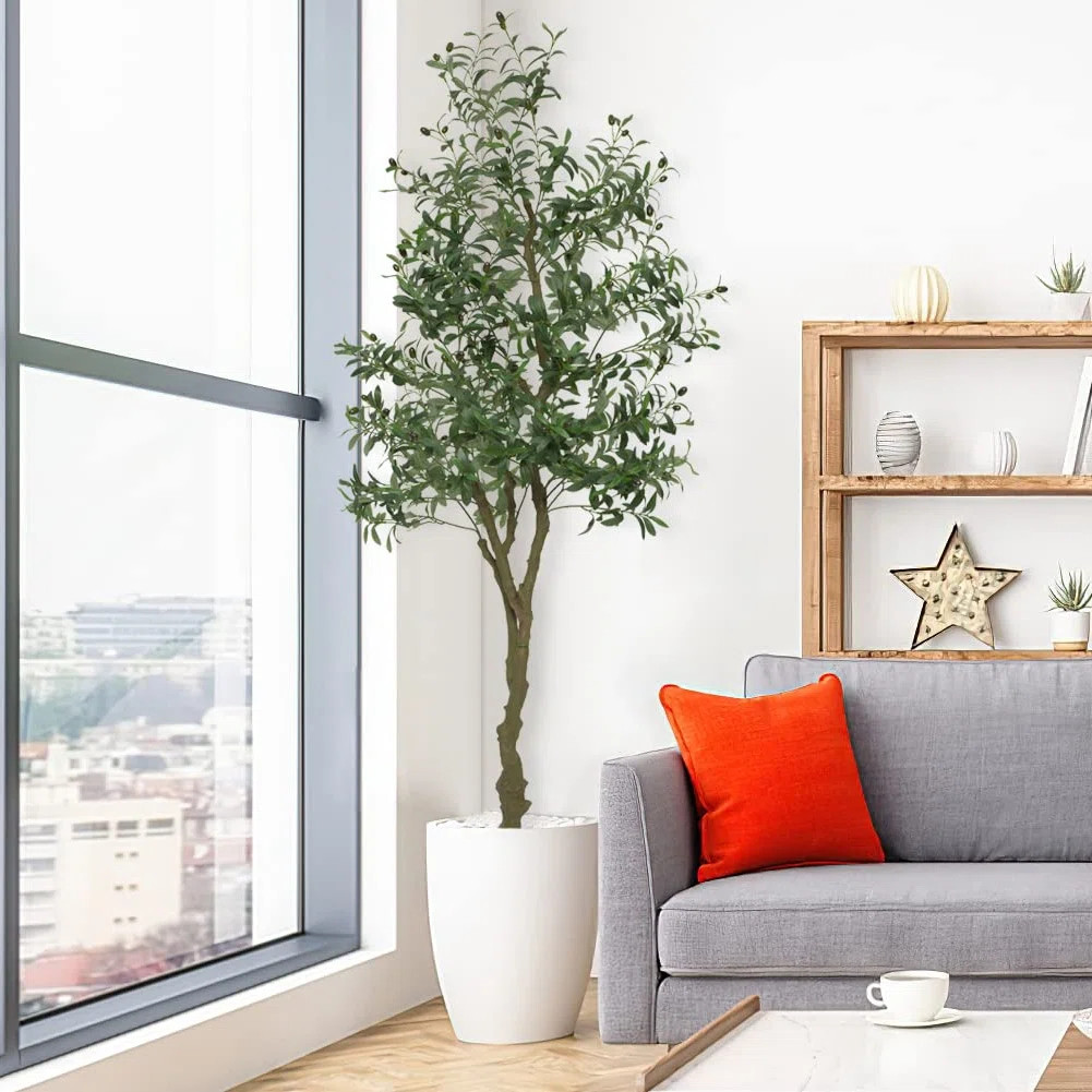 Primrue Olive Tree Tree in Pot (without White pot） & Reviews | Wayfair | Wayfair North America