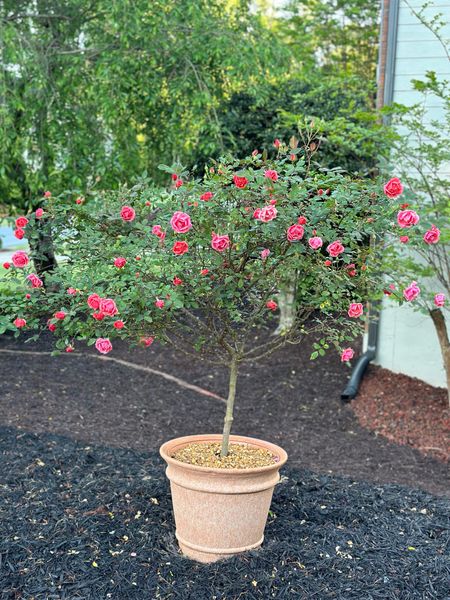 My rose tree is blooming beautifully this year!  These planters are resin and look like terracotta. They are a couple years old and holding up wonderfully. The terracotta color is no longer available, but they do have them in black. They’re under $40 and quite large!


Garden and patio 

#LTKhome #LTKSeasonal