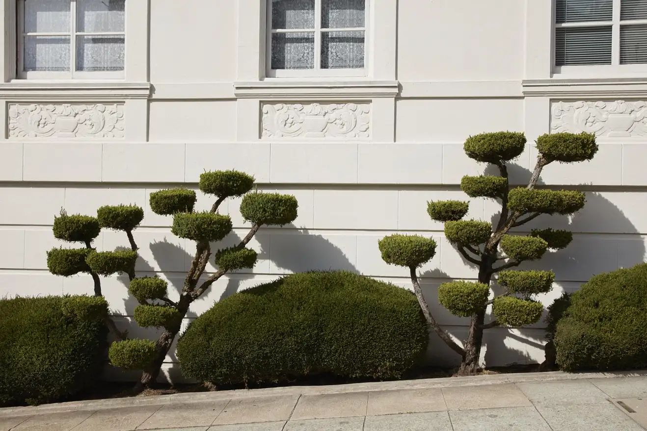 Topiary II - large format photograph of ornamental shaped sidewalk trees2017 | 1stDibs