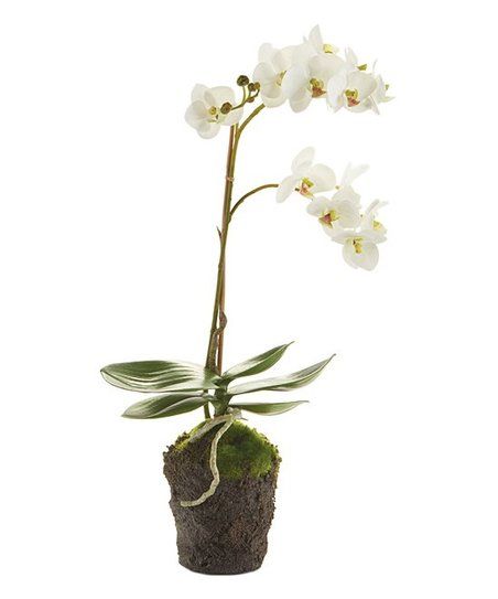 Porch & Petal 17'' White Faux Phalaenopsis Orchid | Zulily