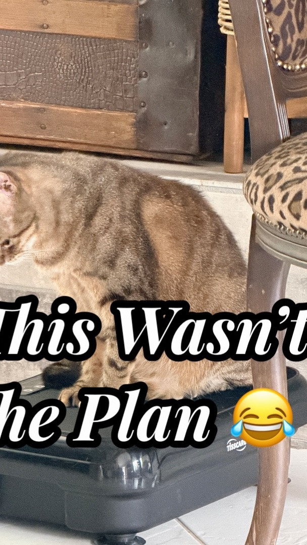Gotta love Karen the Kat

#LTKfitnessgoals #LTKmorningroutine #LTKmomlife
