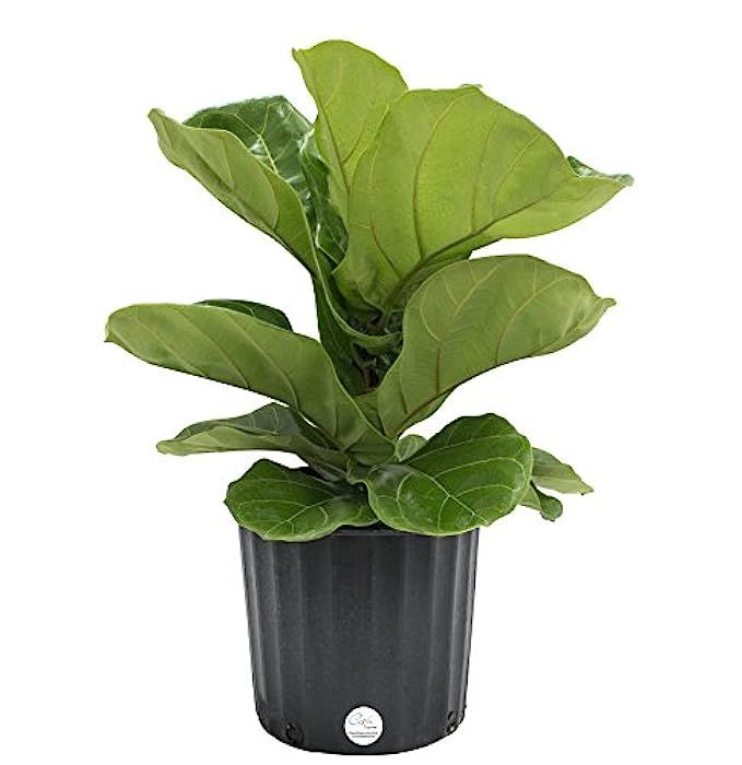 Costa Farms Live Ficus Lyrata, Fiddle-Leaf Fig, Indoor Tree - Floor Plant, 2-Feet Tall, Ships Fresh  | Amazon (US)