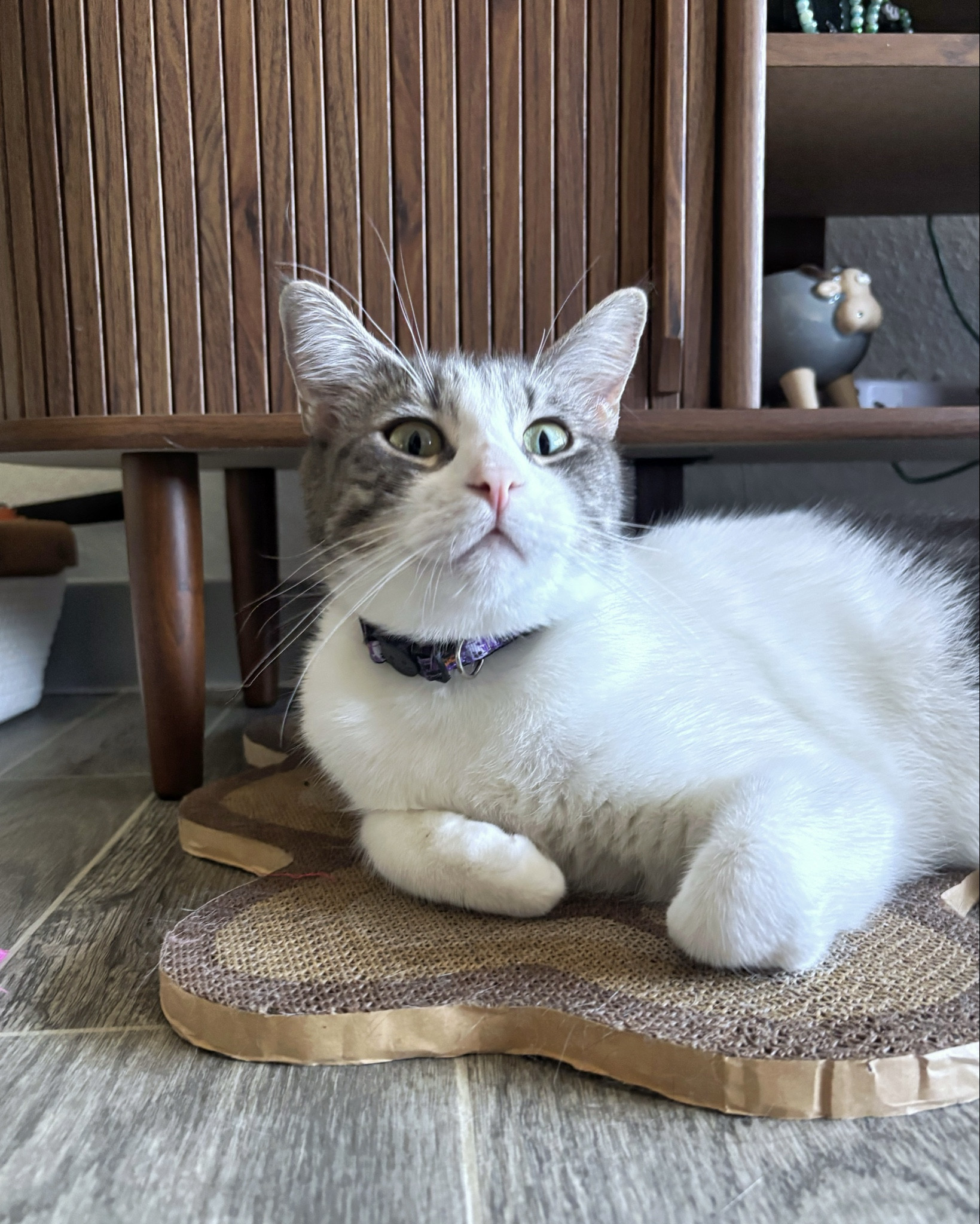 Can’t hear you over the sound of how fabulous I look 😎💙

#LTKGiftGuide #LTKdayinmylife #LTKPets