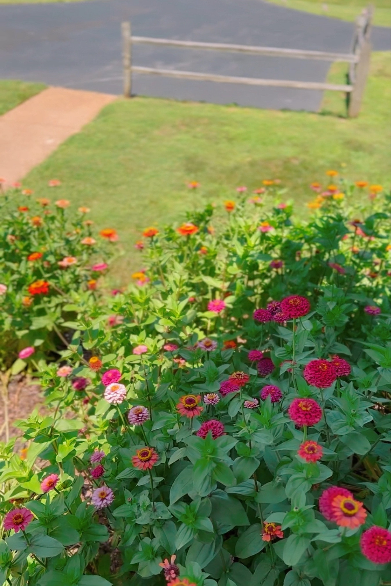 My easy zinnia garden 

#LTKSeasonal #LTKHome #LTKBeauty