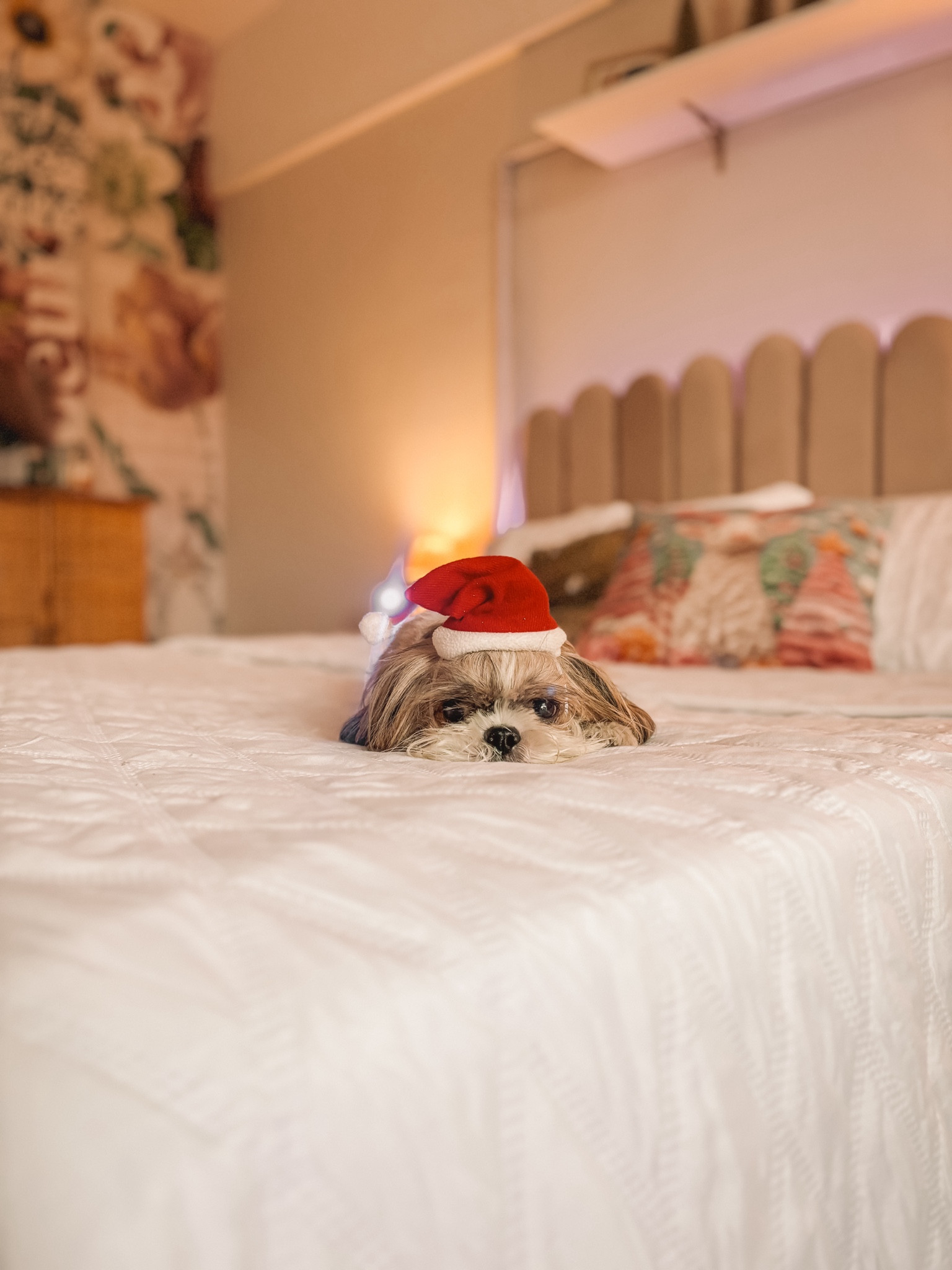 Acessório de Natal para Pets